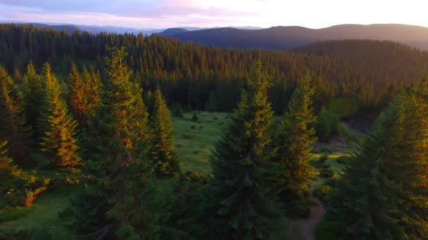 Panorama de bosque de coníferas de montaña al atardecer . — Vídeo de stock