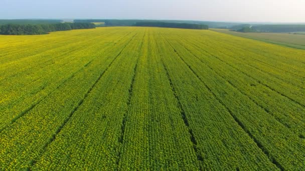 Voler vers l'arrière sur les champs  