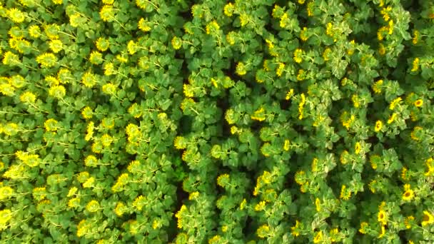 Voler vers le haut de tournesols en fleurs 