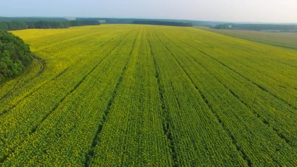 Descente vers la floraison des tournesols 