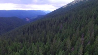  İniş aşağı ağaçlar kökleri