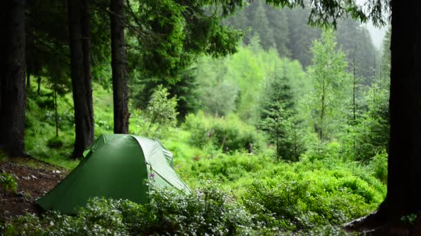 De fortes pluies dans la forêt de conifères . — Video