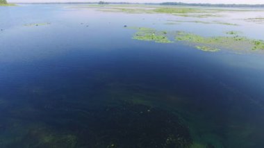 Nehir deltasında siyah ördeklere yem