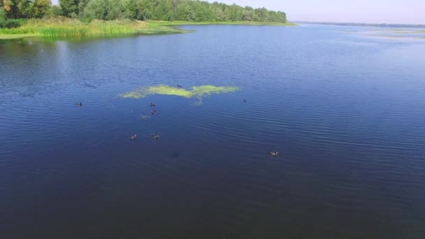 Patos negros no delta do rio — Vídeo de Stock