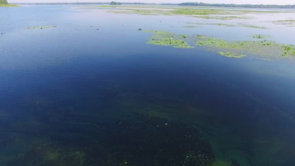 Zwarte eenden voeden in de delta van de rivier — Stockvideo