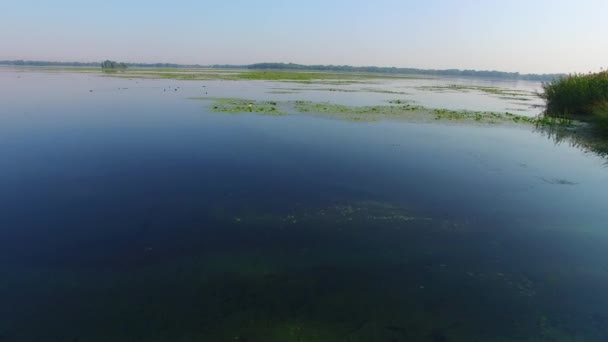 Flying over the wild ducks in the delta of the large river. — Stock Video