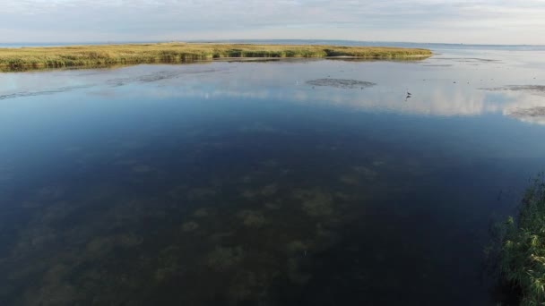 Velké heron odpočívá v zátoce moře mezi volně žijících ptáků na slunečné ráno — Stock video