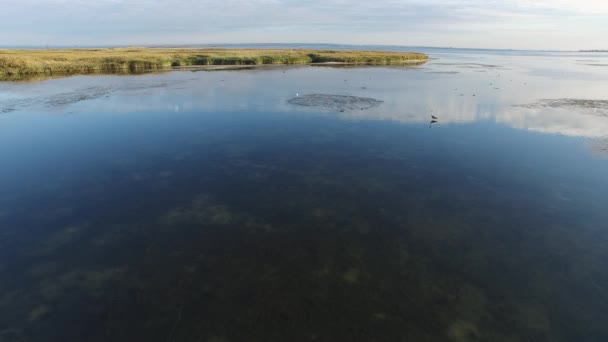 Vliegen over zee baai met wilde vogels — Stockvideo