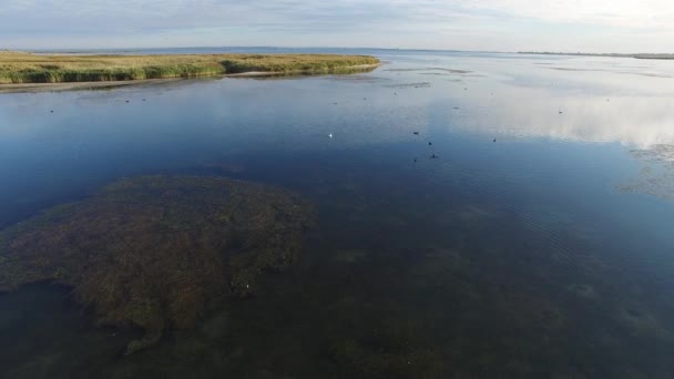 Vista aérea de la bahía marina con aves silvestres — Vídeos de Stock
