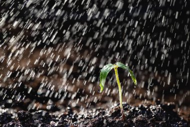 Yağmurda filizlenen genç bir bitki.