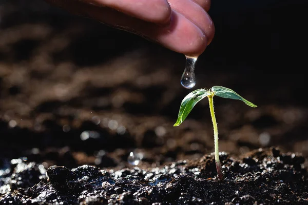 Рука Фермера Льет Воду Молодую Растительную Капусту Прорастает Земли — стоковое фото