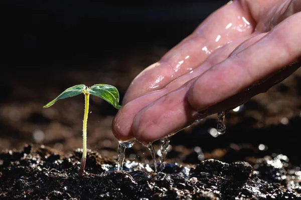 Рука Фермера Льет Воду Молодую Растительную Капусту Прорастает Земли — стоковое фото