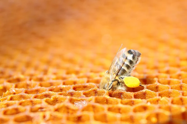 Bee with pollen — Stock Photo, Image