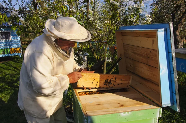 Imker öffnet den Bienenstock — Stockfoto