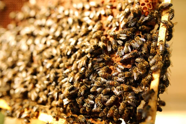 Kraliçe arılar petek — Stok fotoğraf