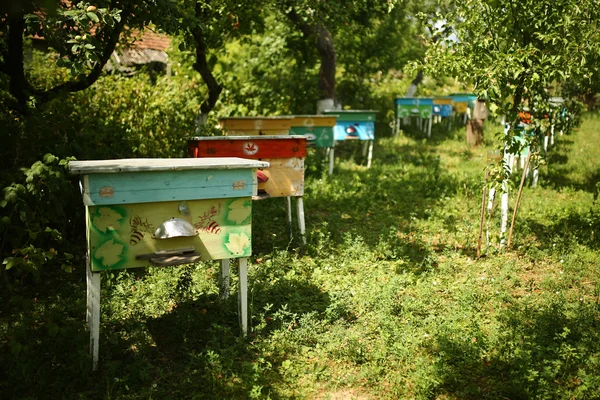 Пасіка вуликів меду — стокове фото