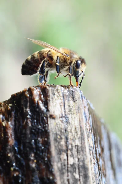 Honey bee drink water — Stock Photo, Image