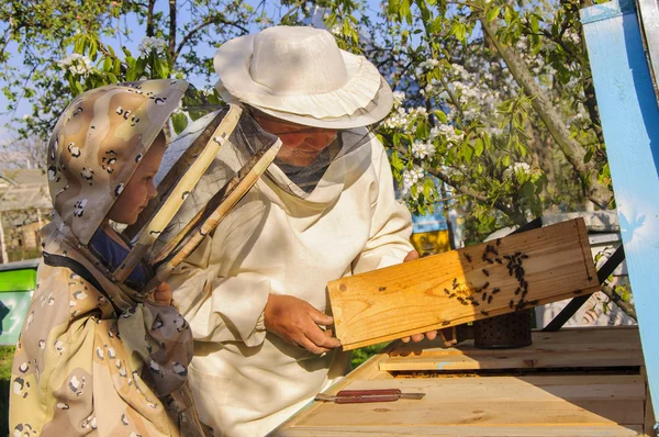 Kakek peternak lebah dan cucu memeriksa sarang lebah — Stok Foto