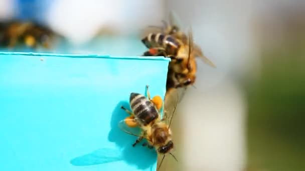 Biene mit Pollen, sammelt Pollen — Stockvideo