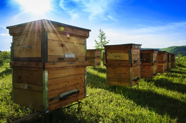 Miele di alveari apiario — Foto Stock