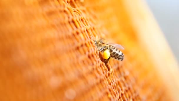 Abeja con polen, recogida de polen — Vídeos de Stock