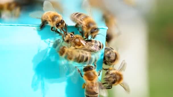 Пчела с пыльцой, собирающая пыльцу — стоковое видео