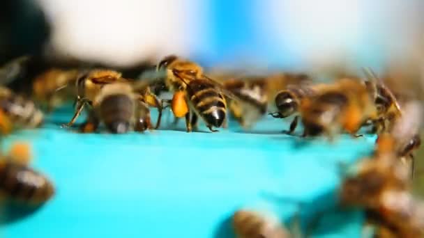 Bee met stuifmeel, het stuifmeel verzamelen — Stockvideo
