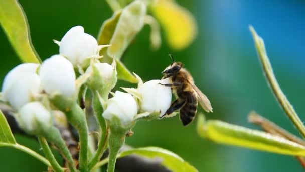 Μέλισσα σε ένα λευκό λουλούδι — Αρχείο Βίντεο