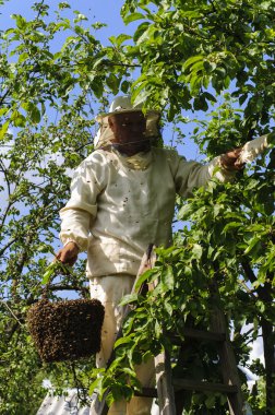 bir arı sürüsü tutan arıcı