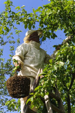 bir arı sürüsü tutan arıcı