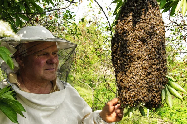 Bijenhouder met een zwerm bijen — Stockfoto