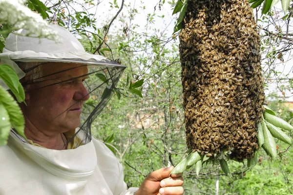 Apicoltore con uno sciame di api — Foto Stock