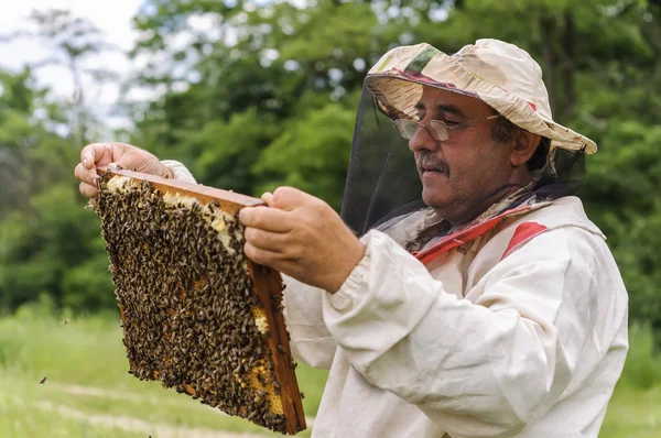 Apicultor sosteniendo marco de panal con abejas —  Fotos de Stock