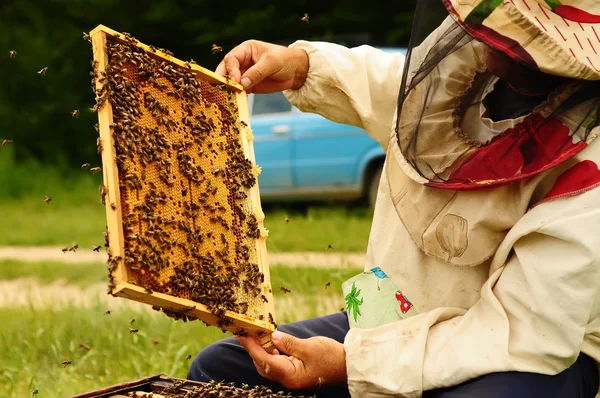 Apicoltore che tiene la struttura di favo con api — Foto Stock