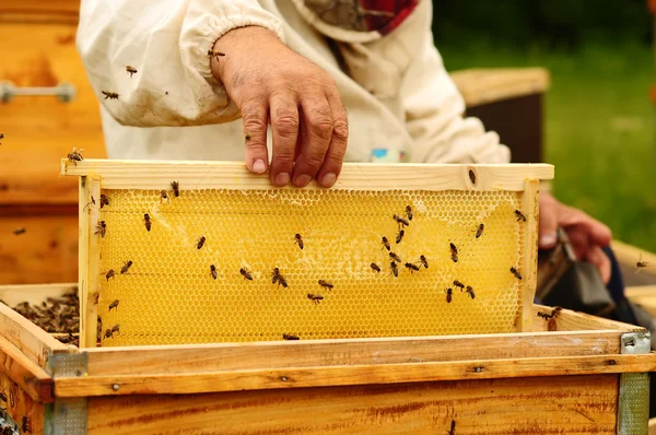 Apicultor sosteniendo marco de panal de abeja —  Fotos de Stock