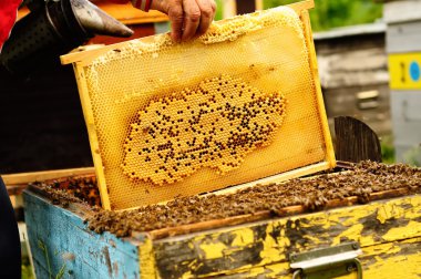 Arı yetiştiricisi arılarla bal peteğinin çerçevesini tutuyor