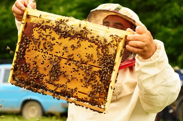 Apicultor segurando quadro de favo de mel com abelhas — Fotografia de Stock