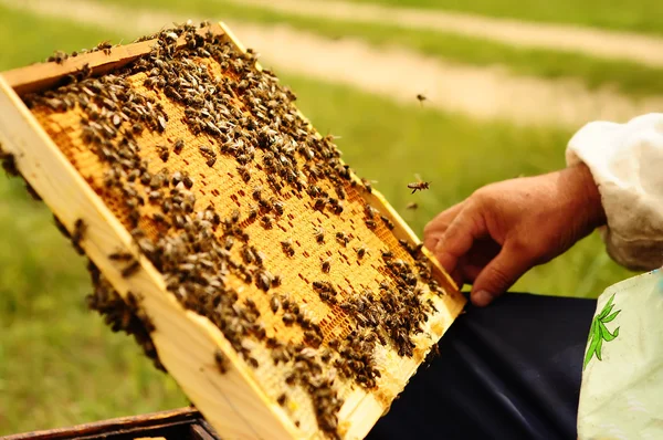 Apicultor sosteniendo marco de panal con abejas — Foto de Stock