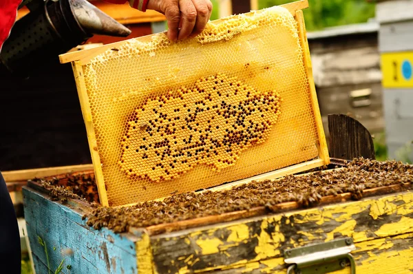 꿀벌이 벌집의 뼈대를 잡고 있는 양봉가 — 스톡 사진