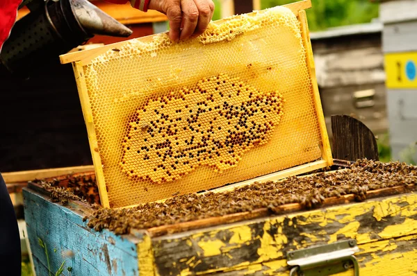 Apicultor sosteniendo marco de panal con abejas —  Fotos de Stock