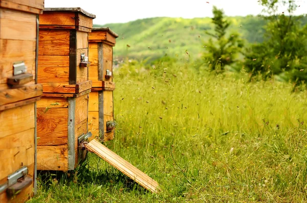 Colmena con abejas —  Fotos de Stock