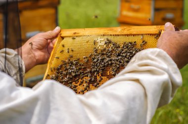 Arı yetiştiricisi arılarla bal peteğinin çerçevesini tutuyor