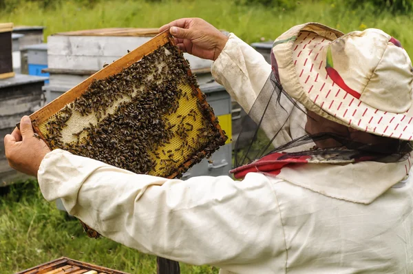 Imker hält Wabenrahmen mit Bienen — Stockfoto