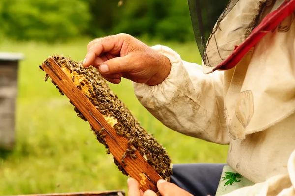 Apicoltore che tiene la struttura di favo con api — Foto Stock