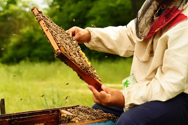 Beekeeper holding frame of honeycomb with bees — Stock Photo, Image