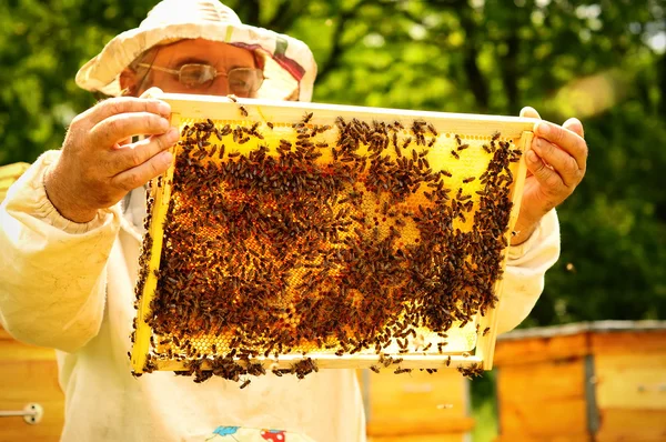 Bijenhouder met frame van honingraat met bijen — Stockfoto