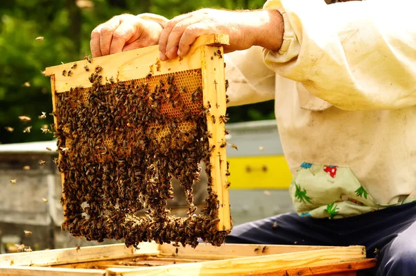 Apicultor sosteniendo marco de panal con abejas —  Fotos de Stock