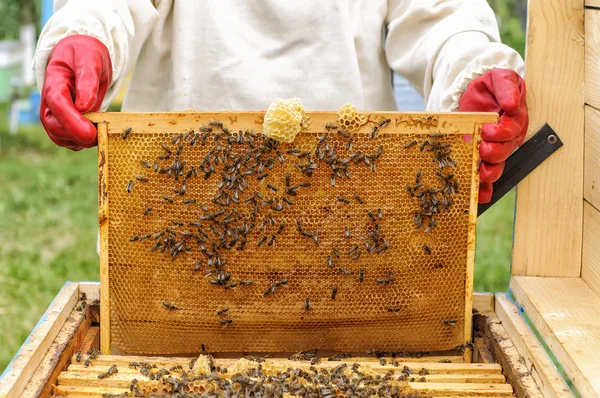 Μελισσοκόμος ελέγχοντας χτένα καρέ — Φωτογραφία Αρχείου