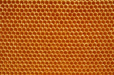 Taze bal hücrelerinde