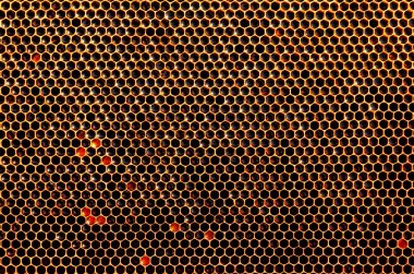 hücreleri, taze bal petek